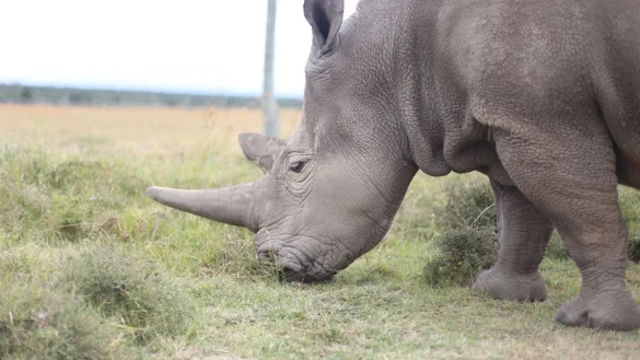 N&ouml;rdliches Breitmaulnashorn - &copy; Foto: Naveena Kottoor/dpa