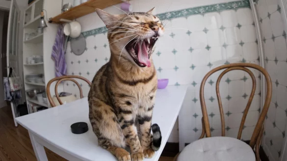 Sensible Vierbeiner - &copy; Foto: Axel Heimken