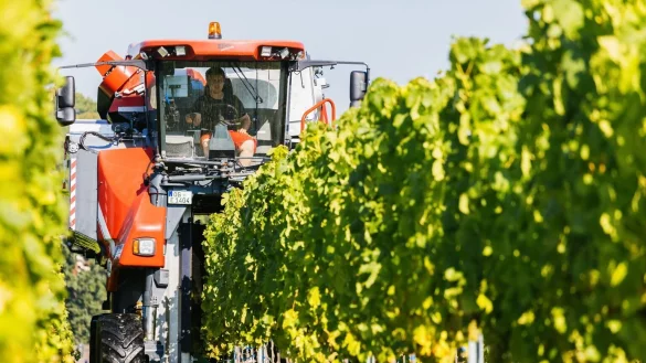 Weinlese - &copy; Foto: Philipp von Ditfurth/dpa