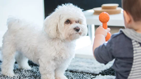 Finger weg von meinem Plastikknochen - &copy; Foto: Christin Klose