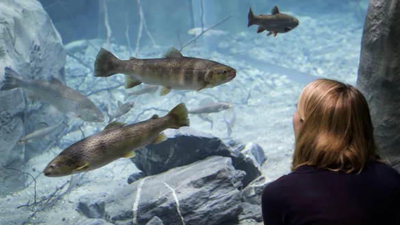 Aquarium von Aquatis - &copy; Foto: Jean-Christophe Bott/KEYSTONE/dpa