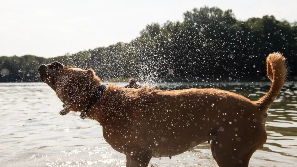 Hund am Badesee - &copy; Foto: Robert G&uuml;nther/dpa-tmn