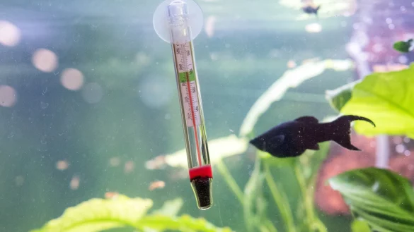 Messung im Aquarium - &copy; Foto: Andrea Warnecke