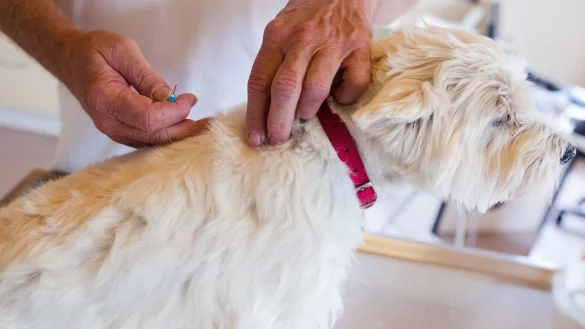 Impfung beim Hund - &copy; Foto: Christoph Schmidt/dpa-tmn