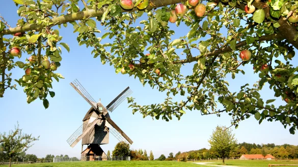Die mögliche Umbenennung des LWL-Freilichtmuseums in Detmold beschäftigt auch den Lippischen Heimatbund. - © LWL/Robin Jähne
