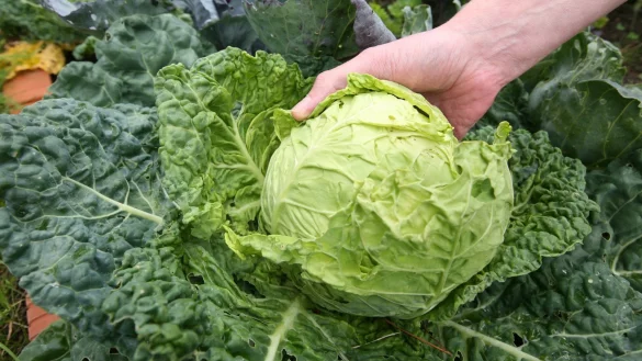 Kohlsch&auml;dling - &copy; Foto: Nestor Bachmann