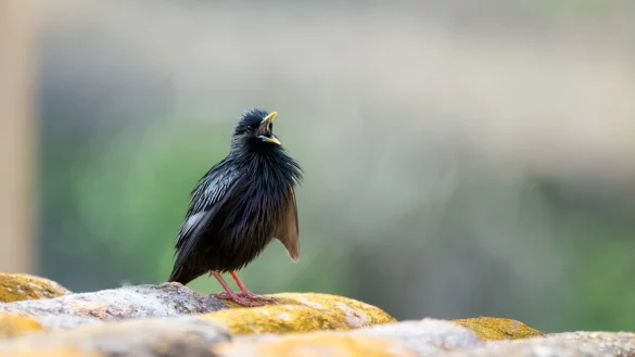 Der Star als "Star" - &copy; Foto: Xavier Riera/CREAF/dpa