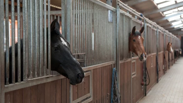 Pferde im Stall - &copy; Foto: Ingo Wagner/dpa-tmn