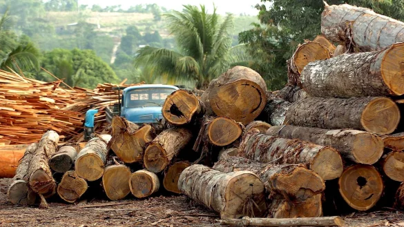 Abgeholzt - &copy; Foto: Marcelo Sayao/EFE/EPA/dpa