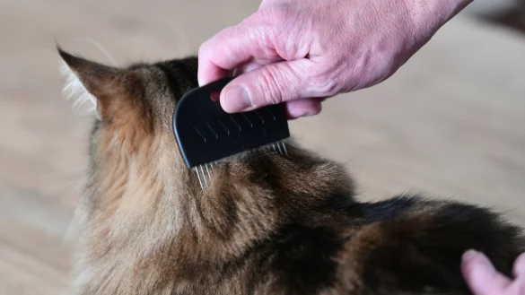 Haustier mit dem Flohkamm k&auml;mmen - &copy; Foto: Ina Fassbender/dpa-tmn