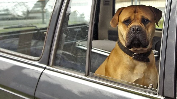 Hund im Auto - &copy; Foto: Jens Schierenbeck