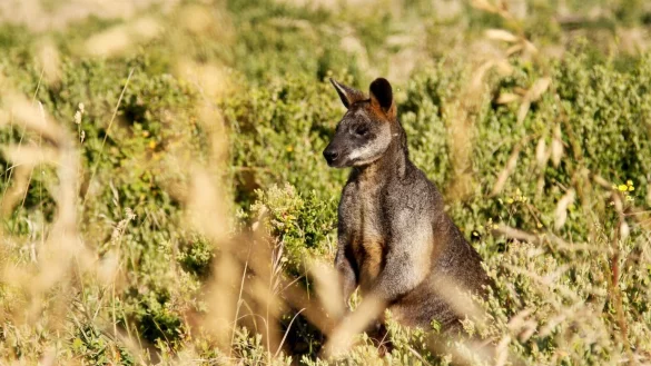 K&auml;ngurus in Australien - &copy; Foto: Bernhard Krieger/dpa-tmn