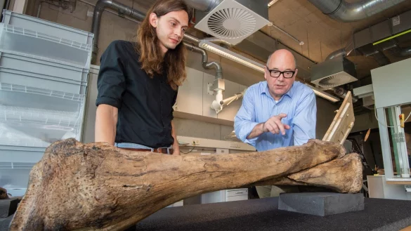 Waldelefanten-Skelett im Forschungsmuseum Sch&ouml;ningen - &copy; Foto: Julian Stratenschulte/dpa