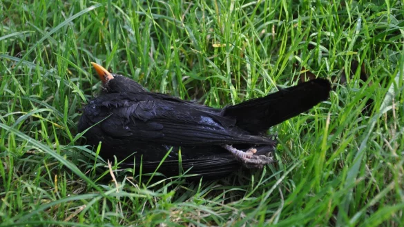 Sorge um Amseln - &copy; Foto: Michael Beusch/Nabu