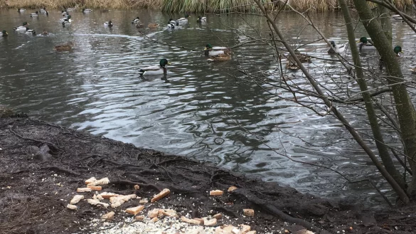 Zerbröseltes Brot liegt am Ufer, während die bereits satten Enten wegschwimmen. - © Tanja Watermann