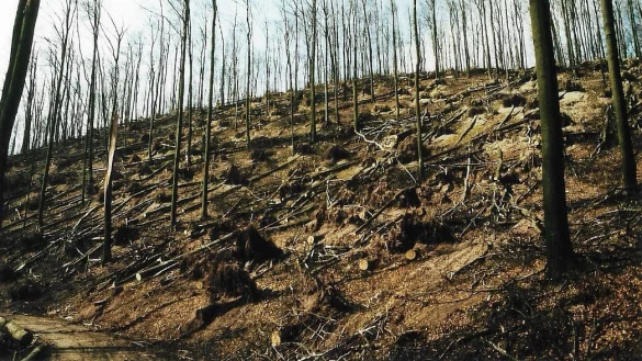 Vorher-Nachher-Vergleich: Ein Bild vom Waldareal Schanzenberg in der N&auml;he der Burg Sternberg, unterhalb der &bdquo;Po-lackenschanze" in Blickrichtung Norden, von 1988 zeigt das Ausma&szlig; der Zerst&ouml;rung.&nbsp; - &copy; Forstbetrieb Arnt Schake