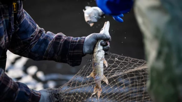 Hecht - &copy; Foto: Alexander Prautzsch/zB/dpa