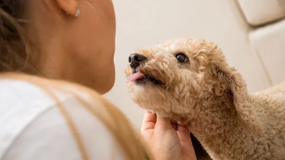 Hundesprache Hunde Bedrohung K&ouml;rpersprache Ausdruck - &copy; Foto: Christin Klose/dpa-tmn
