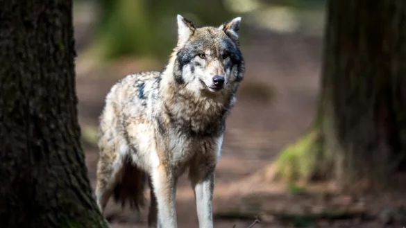 Wolf im Wald - &copy; Foto: Alexander Heinl