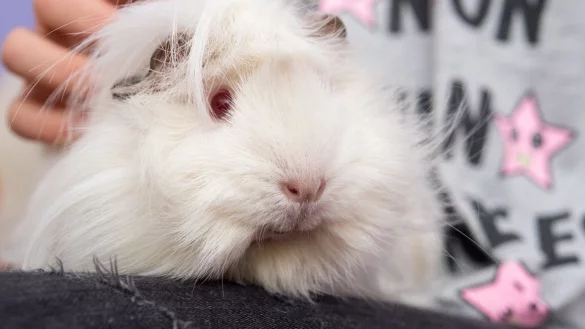 Meerschweinchen - &copy; Foto: Andrea Warnecke/dpa-tmn