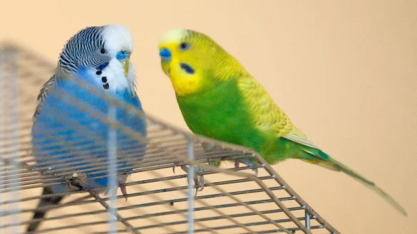 Gesundes Essen f&uuml;r Wellensittiche - &copy; Foto: Andrea Warnecke