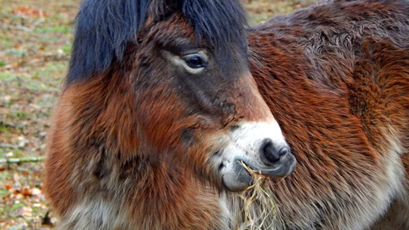 Mahlzeit: Die Exmoor-Ponys lassen sich das Heu schmecken, das ihnen in ihre neue Koppel in der Wistinghauser Senne gesch&uuml;ttet worden ist. Die Tiere sollen als vierbeinige Natursch&uuml;tzer in der Senne grasen. - &copy; Held