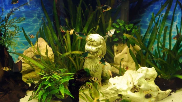 Aquarium Reinigung - &copy; Foto: Caroline Seidel