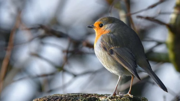 Rotkehlchen - &copy; Foto: Patrick Pleul/dpa-Zentralbild/dpa