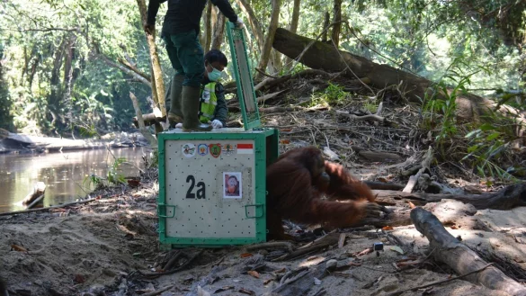 Auswilderung - &copy; Foto: -/BOS Foundation /dpa