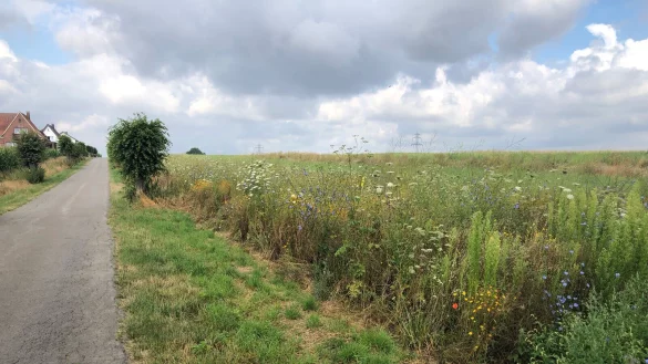 Die Bl&uuml;hwiese, die Andre Stolte in Holzhausen angelegt hat. - &copy; Alexandra Schaller
