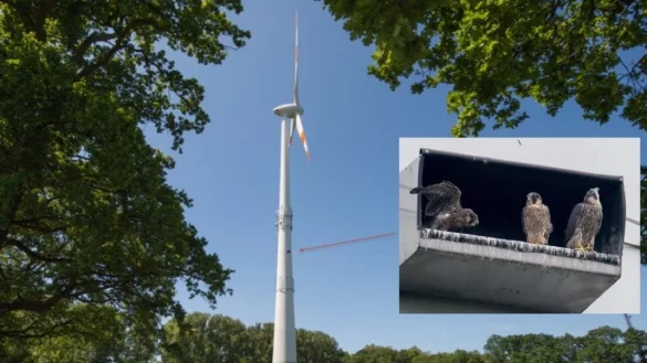 Wanderfalken an der Windkraftanlage - &copy; Heinz Mertineit