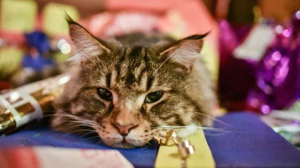 Geschenke f&uuml;r die Katze - &copy; Foto: Ole Spata/dpa