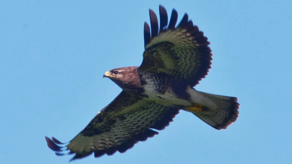 M&auml;usebussarde verteidigen ihre Brutreviere und sehen in L&auml;ufern eine Gefahr f&uuml;r ihre Jungen. - &copy; dpa