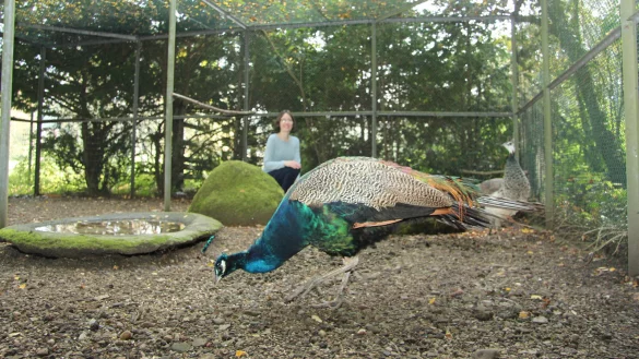 Letzte Mahlzeit in der Voliere: Lydia Bulling vom Staatsbad war dabei, als der m&auml;nnliche Pfau ins gro&szlig;e Wildgehege entlassen worden ist. Sobald er dies als sein Revier angenommen hat, soll ihm auch das Weibchen folgen. - &copy; Carolin Brokmann