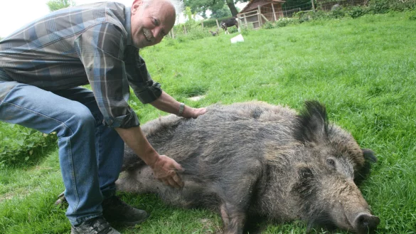 Filmstar im Gl&uuml;ck: Wildschwein &bdquo;Emma"mit Besitzer Hartmut Pieper aus Schwelentrup. - &copy; Archivfoto: Sylvia Frevert