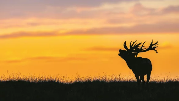 Ein r&ouml;hrender Rothirsch: W&auml;hrend der Paarungszeit r&ouml;hren die Hirsche, um den Weibchen zu imponieren - &copy; Imago/Christian Naumann