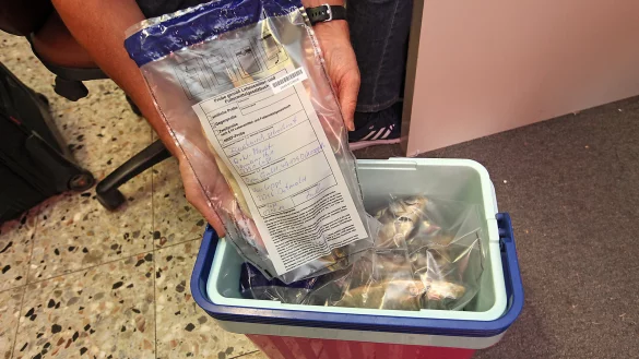 Versiegelt: Ein Mitarbeiter des Kreisgesundheitsamts hat weitere Trockenfischsorten für den gekühlten Transport zur Untersuchung dicht verschlossene Probenbeutel verpackt. - © Bernhard Preuss