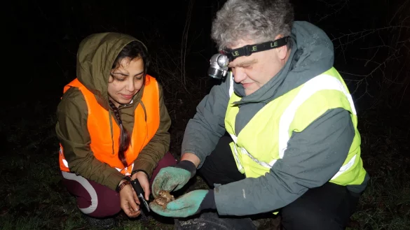 Amphibienretter: Gaure Korkmaz (links) und Ulrich Kaminsky vom Umweltzentrum Heerser M&uuml;hle mit einem Erdkr&ouml;tenpaar, das sich bereits auf dem Weg zum Gew&auml;sser gemacht hat. - &copy; Jan Christian Pinsch