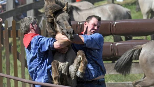 F&auml;nger halten beim Wildpferdefang im Merfelder Bruch in D&uuml;lmen ein einj&auml;hriges Hengstfohlen. In jedem Jahr werden die einj&auml;hrigen Hengste aus der D&uuml;lmener Wildpferdeherde gefangen. - &copy; dpa