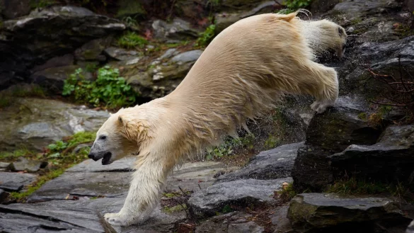 Berliner Eisb&auml;r Hertha - &copy; Foto: Gregor Fischer/dpa
