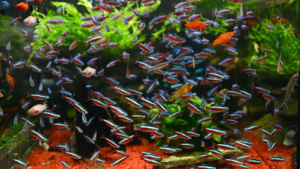 Aquarium - &copy; Foto: Caroline Seidel/dpa-tmn