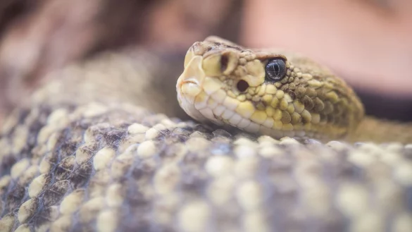 - &copy; picture alliance / Lino Mirgeler/dpa