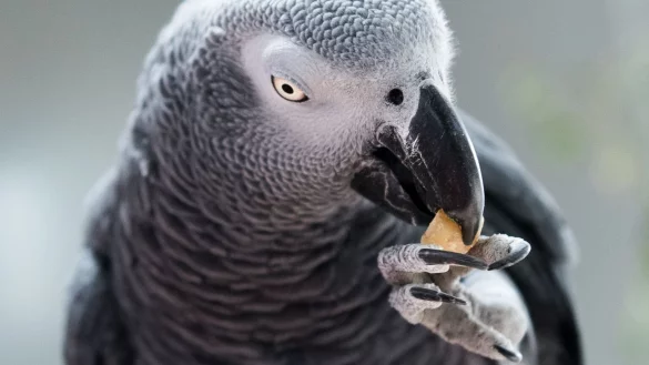 Zu viel unterm Federkleid: Was macht meinen Vogel dick? - &copy; Foto: Alexander Heinl/dpa-tmn