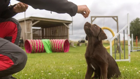 So arbeiten gute Hundetrainer - &copy; Foto: Benjamin Nolte/dpa-tmn