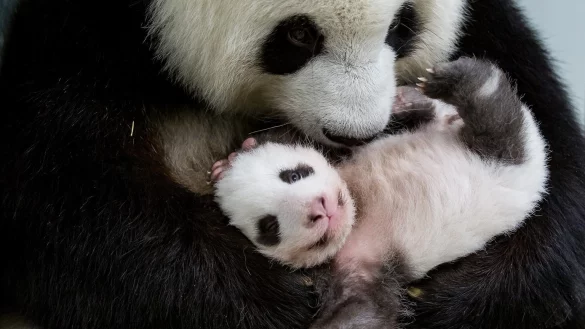Berliner Panda-Zwillinge - &copy; Foto: Zoo Berlin/dpa