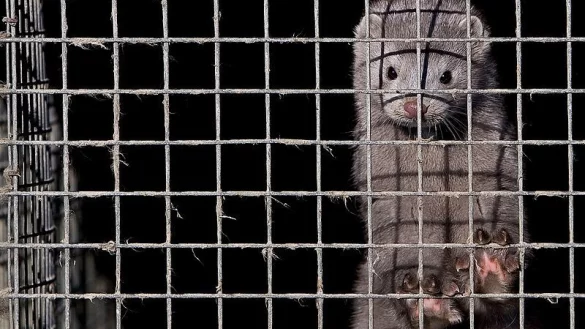 Von ehemals f&uuml;nf haben zwei Pelztierfarmen ihren Betrieb eingestellt. - &copy; FOTO: DPA