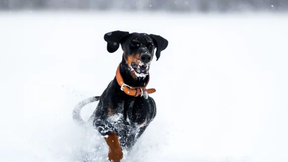 Hund im Schnee - &copy; Foto: Benjamin Nolte/dpa-tmn