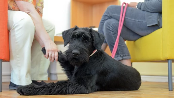 Therapiehund - &copy; Foto: Britta Pedersen/dpa-Zentralbild/dpa