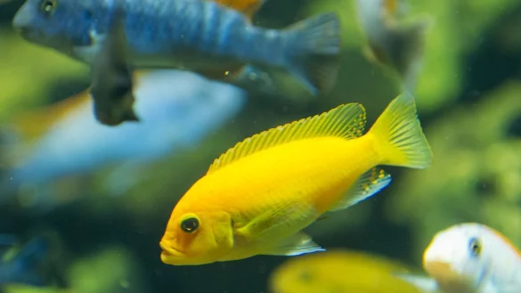 Futterversorgung von Zierfischen - &copy; Foto: Friso Gentsch