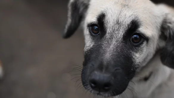 Illegaler Welpenhandel in Bielefeld. - &copy; Sara Mattana